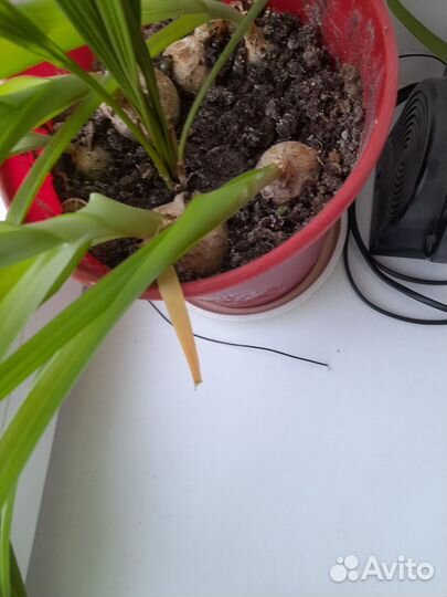 Индийский лук