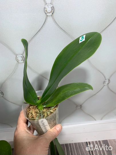 Орхидея Mainshow Zheng Min Anaconda CL-01