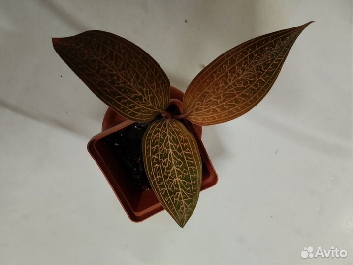 Лудизия дисколор танланиана/var. Thanlania