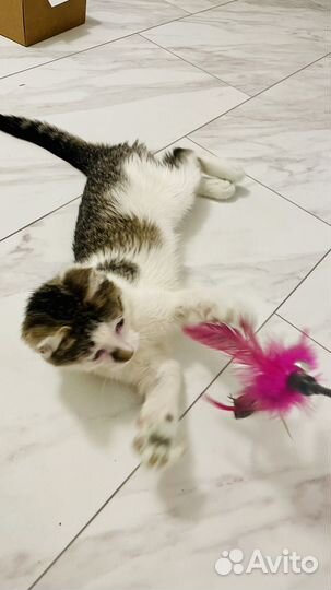 Котенок зайченок ищет дом