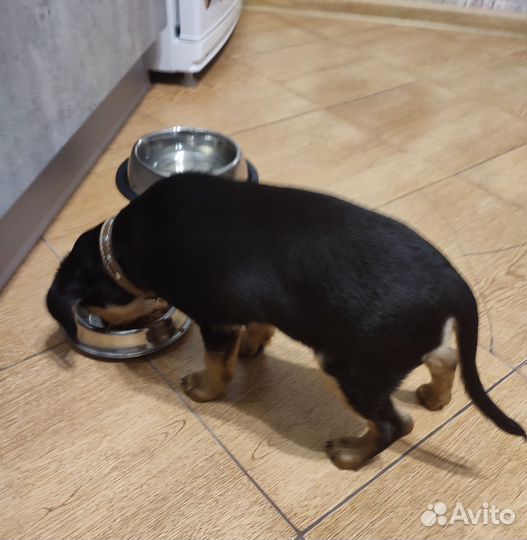 Щенок метис