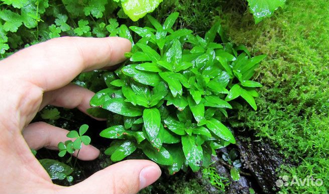 Стаурогин. Растения. Криптокорина. Валлиснерия