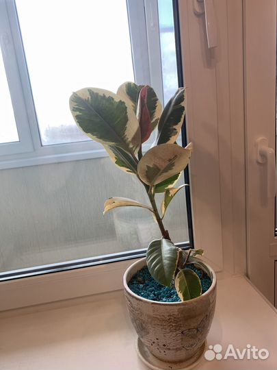 Фикус эластика тинеке