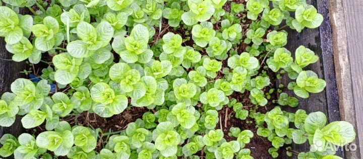 Мята перечная