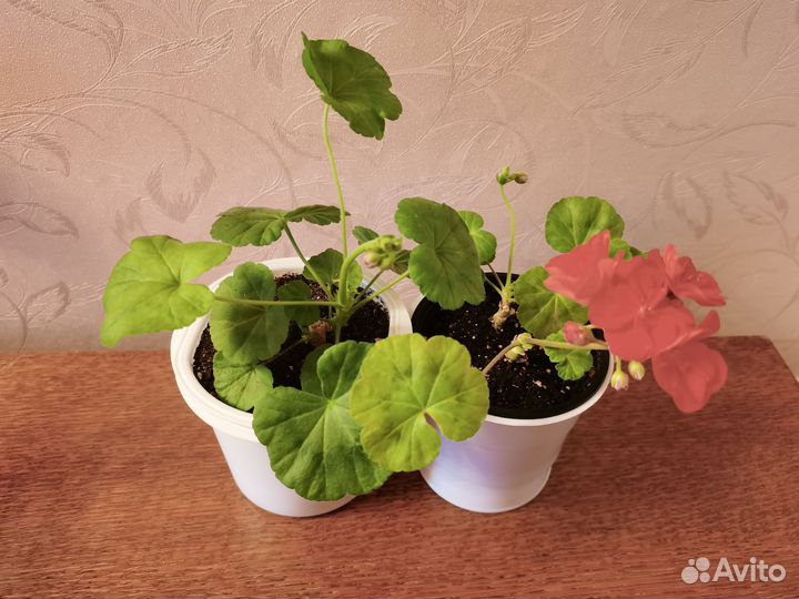 Пеларгонии