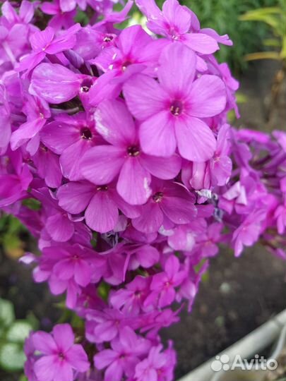 Растения для сада