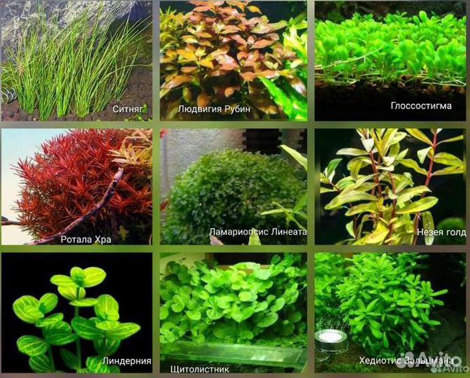 Аквариумные растения