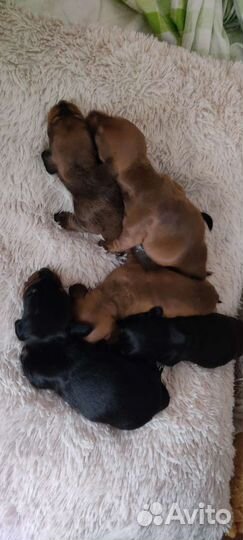 Карливые миниатюрные щенки таксы