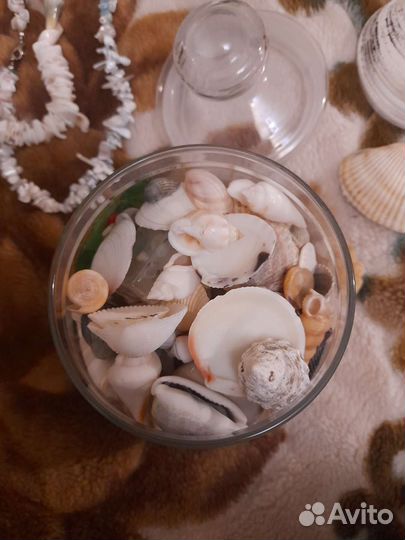 Коллекция ракушки,галька