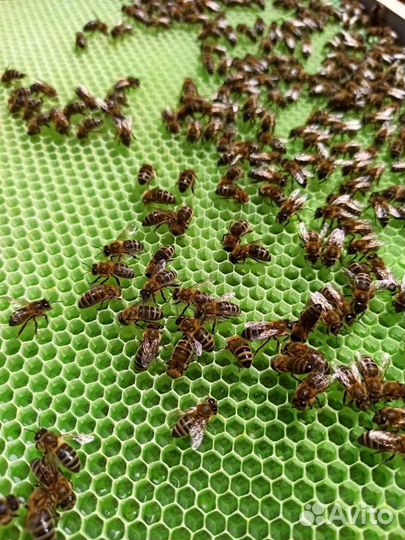 Вощина цветная