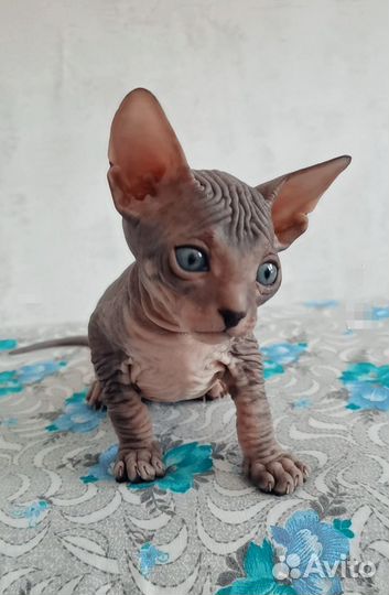 Донской сфинкс котята