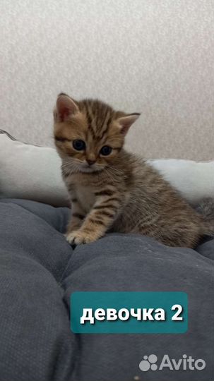 Шотландские котята шиншилла