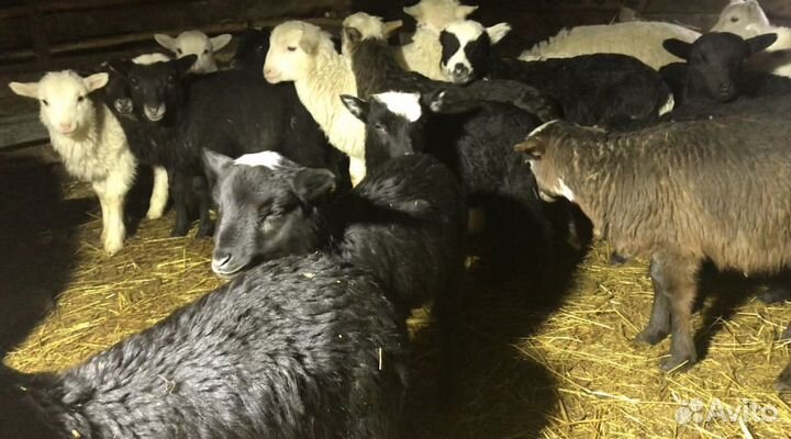 Овцы бараны ягнята