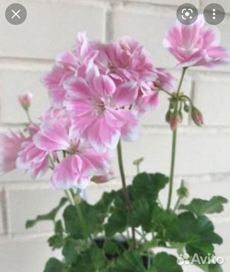 Пеларгонии сортовые