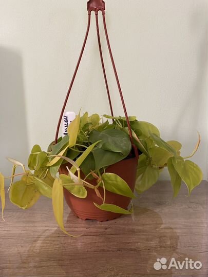 Филодендрон лимон лайм