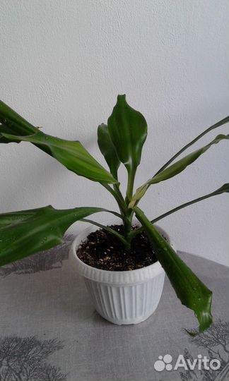 Пальма драцена