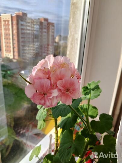 Герань пеларгония