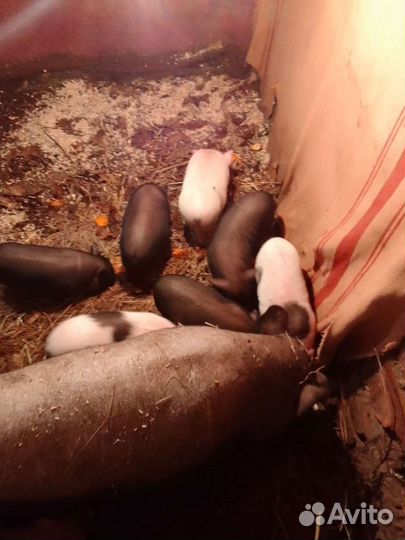 Поросята вьетнамские