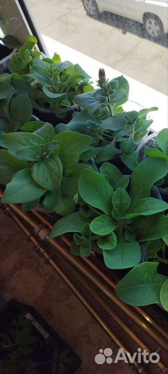 Рассада цветов