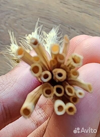 Сухоцветы букет рожь колосья