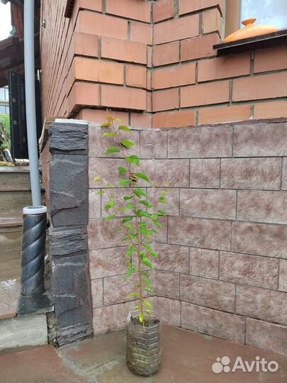 Саженцы абрикоса