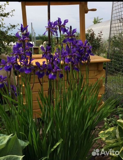 Цветы для сада