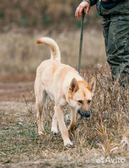 Собака в добрые руки, Олёнка