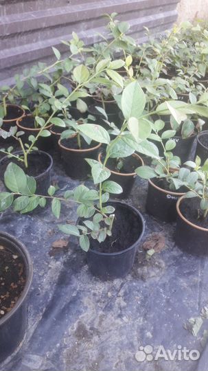 Саженцы голубики