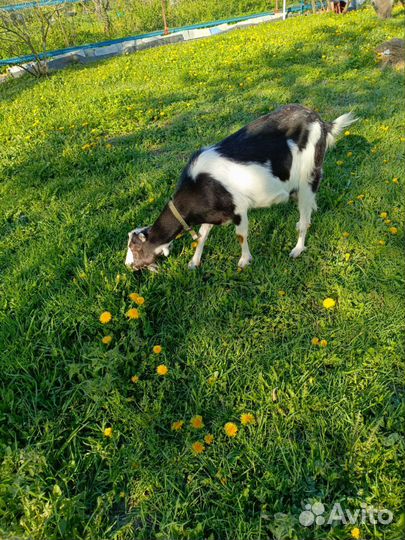 Коза и козлята