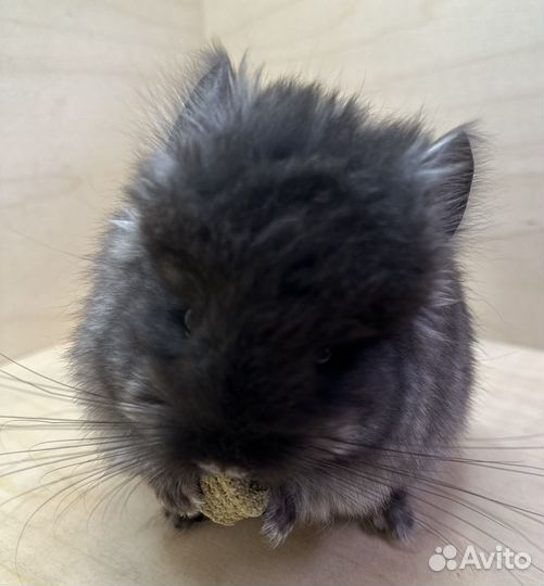 Шиншилла ангора мальчик и девочка 2,5 мес