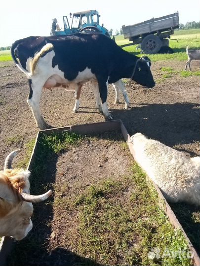 Корова дойная