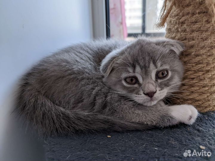 Кошечки Лапочка, Пушинка и Милашка