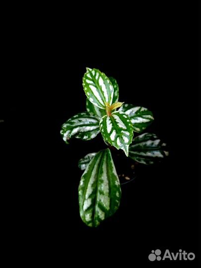 Пилея кадье