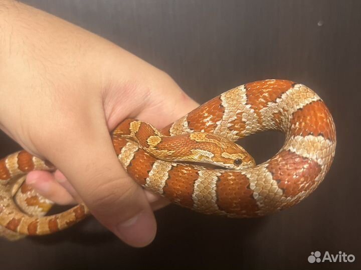 Маисовый полоз самка