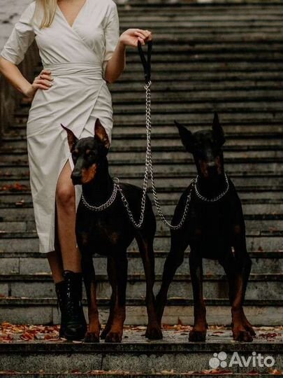 Доберман и трюковой конь для фотосессий