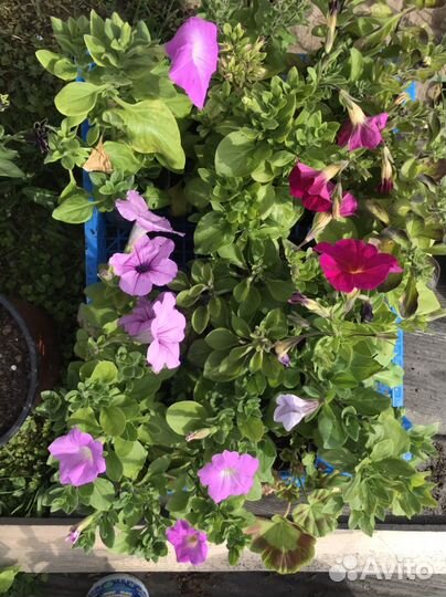 Рассада ампельной петунии,петхоа,калибрахоа