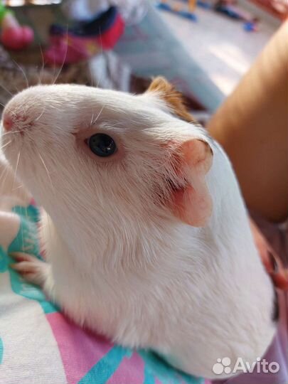 Передержка грызунов