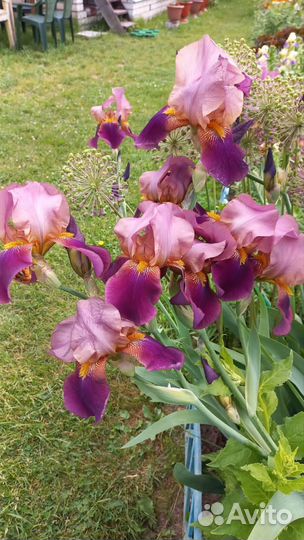 Ирисы