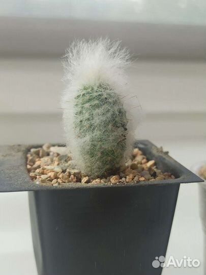 Кактусы эспостоа ланата и Эхинопсис