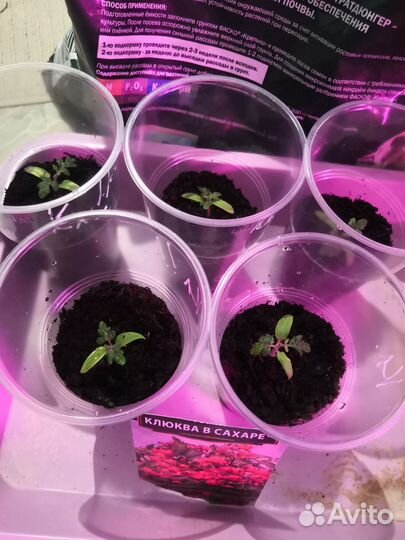 Рассада помидор