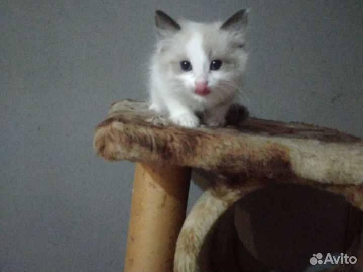 Котята