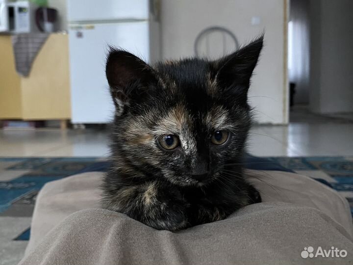 Котята кошка