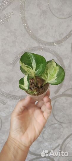 Эпипремнум тайский клон