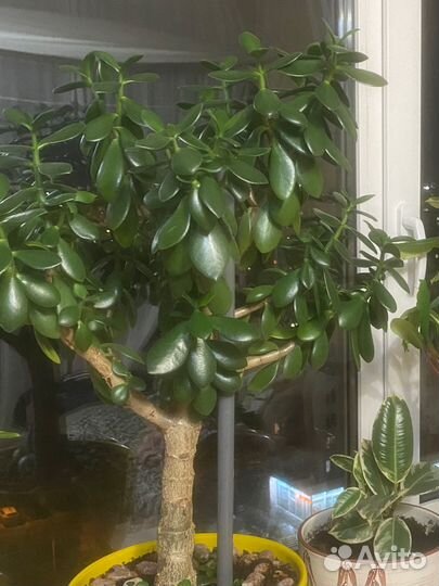 Крассула Толстянка Деревовидная Денежное дерево