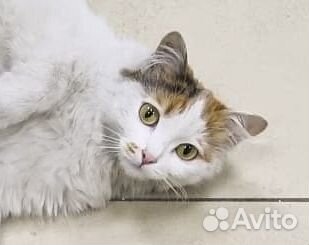 Красотка Василиса Стерильная ищет дом 8 месяцев