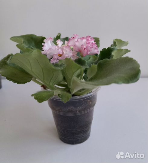 Фиалка Ле- Изящный век