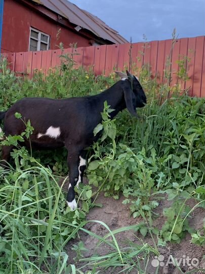 Продам козла