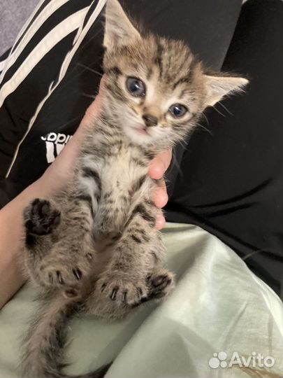 Котята 2 мес