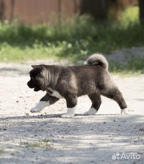 Щенки американской акиты