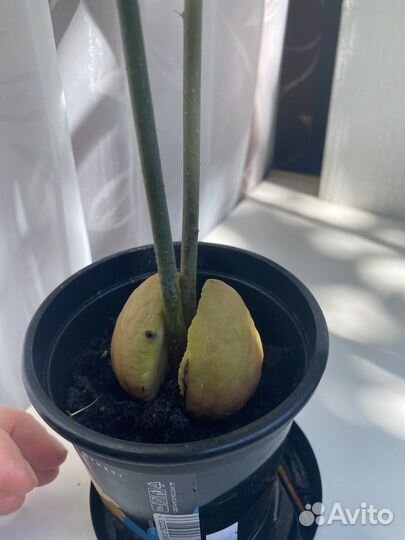 Авокадо дерево